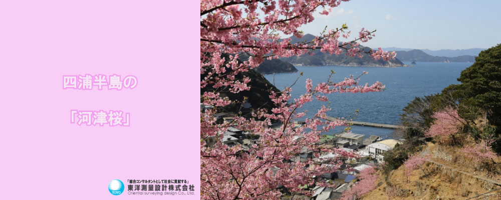 河津桜